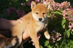 picture of dog