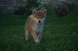 picture of dog