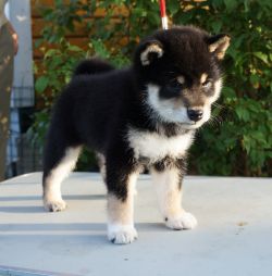 picture of dog