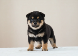 picture of dog