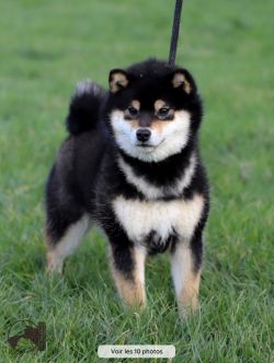 picture of dog