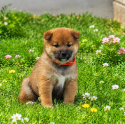 picture of dog