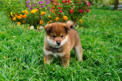 picture of dog