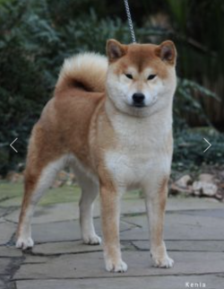 picture of dog