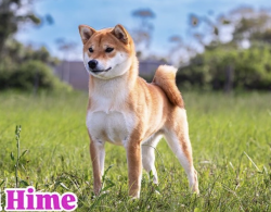 picture of dog