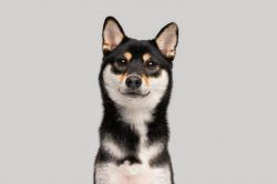 picture of dog