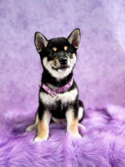 picture of dog
