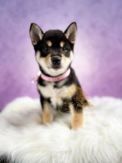 picture of dog