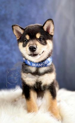 picture of dog