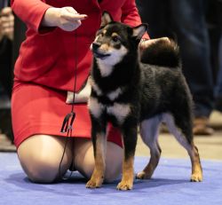 picture of dog