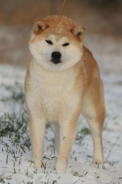 picture of dog