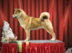 picture of dog