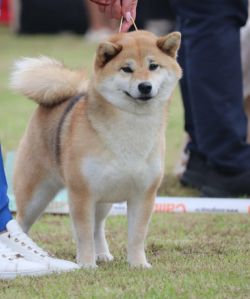 picture of dog