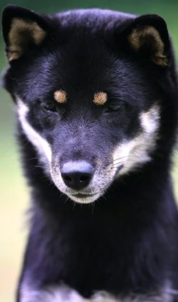 picture of dog