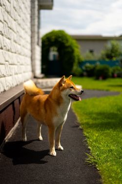 picture of dog