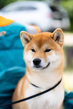 picture of dog