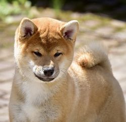 picture of dog